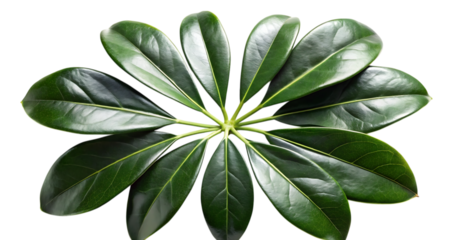 Lush green schefflera arboricola leaves isolated