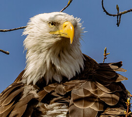 Majestic Bald Eagle Close-Up with Intense Gaze and Detailed Feather Texture