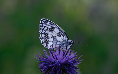 Butterfly on a purple thistle flower