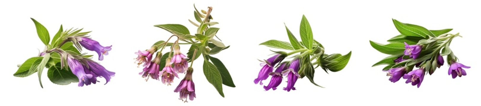 Set of comfrey flower isolated on transparent background.