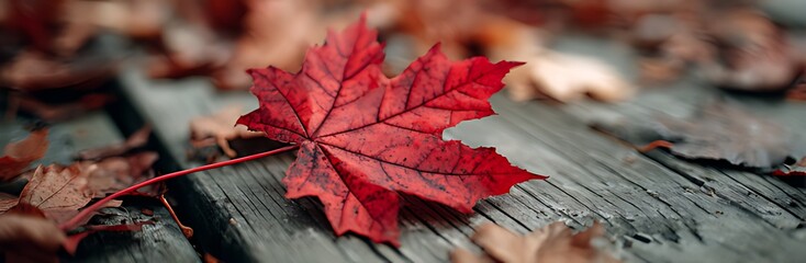 Vibrant Red Maple Leaf on Weathered Wood, Autumnal Beauty, Close-up of a single, vibrant red maple leaf resting on weathered gray wood planks.