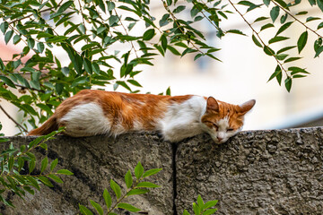 A red-and-white dirty mongrel stray cat lies on a concrete fence and sleeps in the shade of a tree in summer.