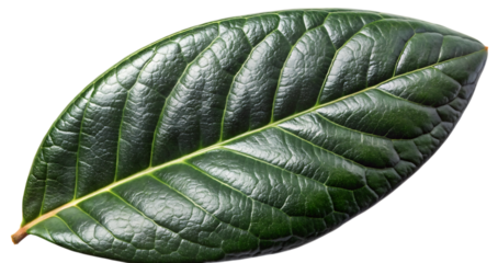 Single dark green leaf isolated black background