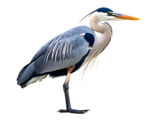 A majestic blue heron stands gracefully, showcasing its elegant plumage and sharp yellow beak.