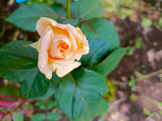 Orange rosebud in a close-up style, in orange and green colors, representing new beginnings with...