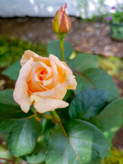 Peach rose in a close-up style, in orange and green colors, representing beauty and romance with copy space