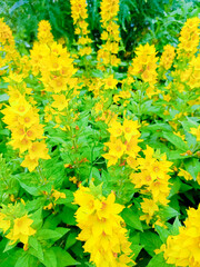 Yellow flowers in a close-up style, in yellow and green colors, representing happiness and summer gardens