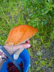 Hand with a gentle mood holding a mushroom over a bucket of berries, representing foraging and a...