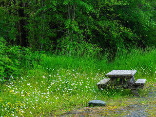 Picnic table among daisies and other wildflowers in bloom near a flat rock at the edge of a park by dense woods in a port town on a summer morning in southeast Alaska. Seasonal and regional motifs.