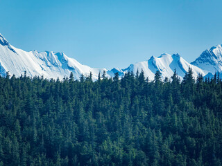Temperate rainforest, mostly Sitka spruce (binomial name: Picea sitchensis), covers a ridge some distance from snowy mountaintops on a sunny evening along the Inside Passage in southeast Alaska