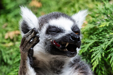 Ring-tailed lemur monkey. Mammal and mammals. Land world and fauna. Wildlife and zoology.