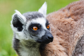 Ring-tailed lemur monkey. Mammal and mammals. Land world and fauna. Wildlife and zoology.