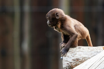 Gelada Baboon monkey. Mammal and mammals. Land world and fauna.