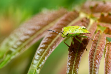Green shield bug on a leaf – close-up macro photo of a green stink bug outdoors