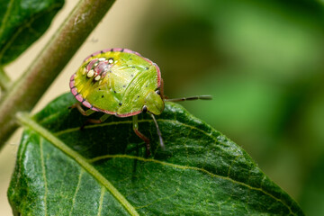 Green shield bug on a leaf – close-up macro photo of a green stink bug outdoors