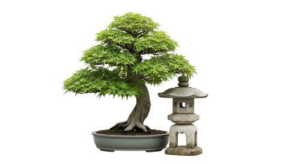 Japanese Maple Bonsai Tree With Stone Lantern
