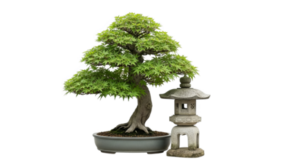 Japanese Maple Bonsai Tree With Stone Lantern