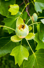 Tulip tree flower with bee