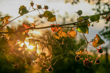 A branch of raspberry with a cobweb in the sunset backlight.