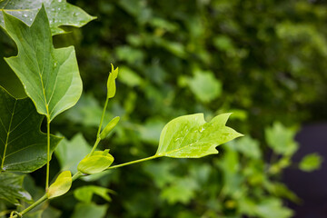 Tulip tree branch after rain
