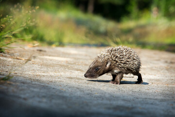In the summer in the forest a small hedgehog runs across a path.