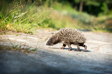 In the summer in the forest a small hedgehog runs across a path.