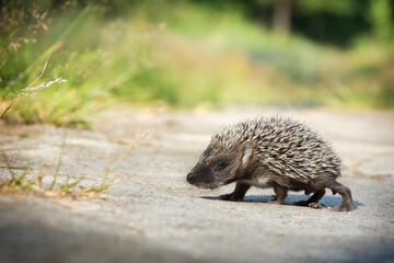 In the summer in the forest a small hedgehog runs across a path.