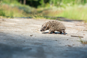 In the summer in the forest a small hedgehog runs across a path.