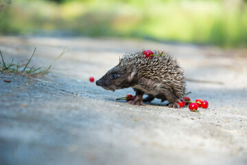 In the summer in the forest a small hedgehog runs across a path.