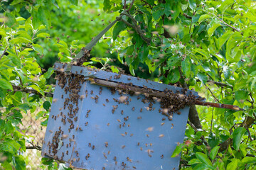 A swarm of bees is buzzing around and on a temporary hive, hanging from tree branches surrounded by...