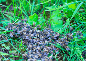 A mature swarm of bees has gathered on green grass, forming a dense mass of living creatures. This natural concentration shows an important moment in the life of a bee colony and its interaction with 