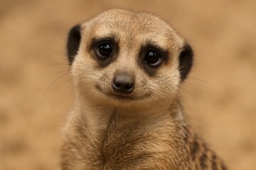 Fototapeta premium A meerkat's gaze captures a serene yet introspective expression