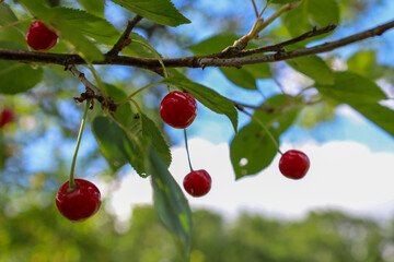 Red cherries hang from branches, surrounded by green leaves, creating a vibrant contrast. Against a backdrop of blue sky with white clouds, they reflect the freshness and bounty of the summer harvest.