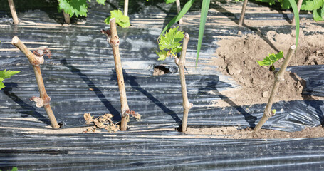 Young grape shoots sprout through black mulch, creating the prospect of a future harvest. Pruned...