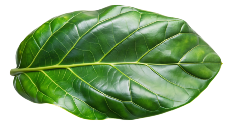 Single lush green fiddle leaf fig leaf isolated