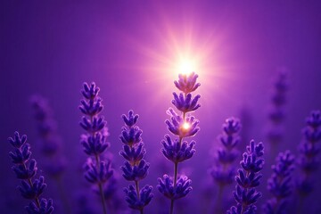 A Glowing Sun Shines Through Lavender Fields at Dusk