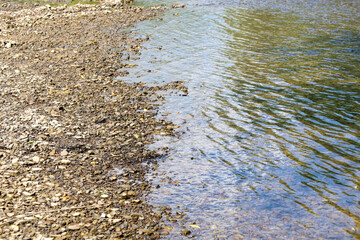 Reflections of the sky and leaves shimmer in the crystal-clear river water above a pebbly bottom. This serene scene is ideal for images of waterscapes, summer relaxation, and natural harmony.