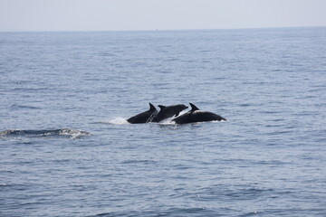 Fototapeta premium Baby Dolphin Leaping Between Two Adults in the Open Ocean, Indian Ocean