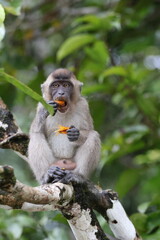 Wild Monkey Feeding in the Rainforest of Borneo

