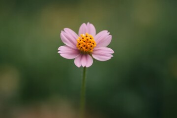 Obraz premium A solitary pink flower with vibrant yellow stamens stands out against a blurred green backdrop, capturing the essence of nature's quiet beauty