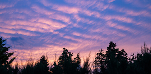 Dramatic evening sky over a forest
