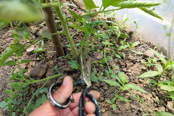 A person's hand prunes a tomato sucker with scissors, demonstrating the plant shaping process. This...