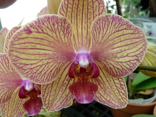 pink orchid flower