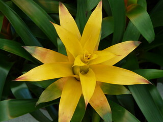 Obraz premium yellow flower in the garden
