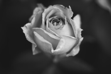 Rose in der Mitte schwarz weiß monochrom mit Platz für Text