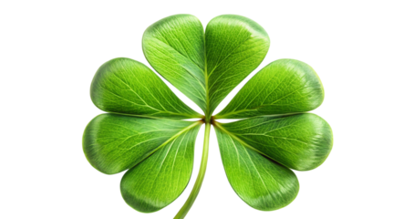 Vibrant green four leaf clover isolated black background