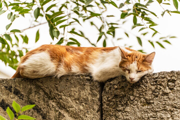 A red-and-white dirty mongrel stray cat lies on a concrete fence and sleeps in the shade of a tree...