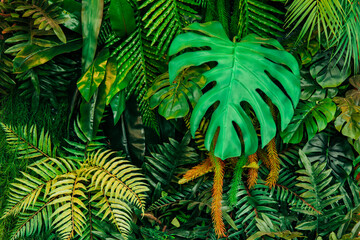 Close up group of background tropical green leaves texture and abstract background. Tropical leaf...