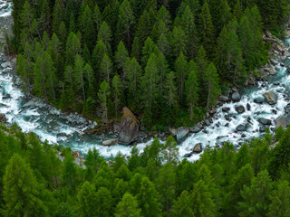 Aerial view of a glacier river winding through dense pine forest in the Italian Alps, showcasing...