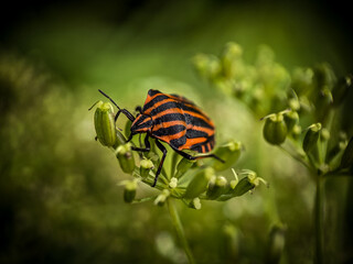 bug on a flower